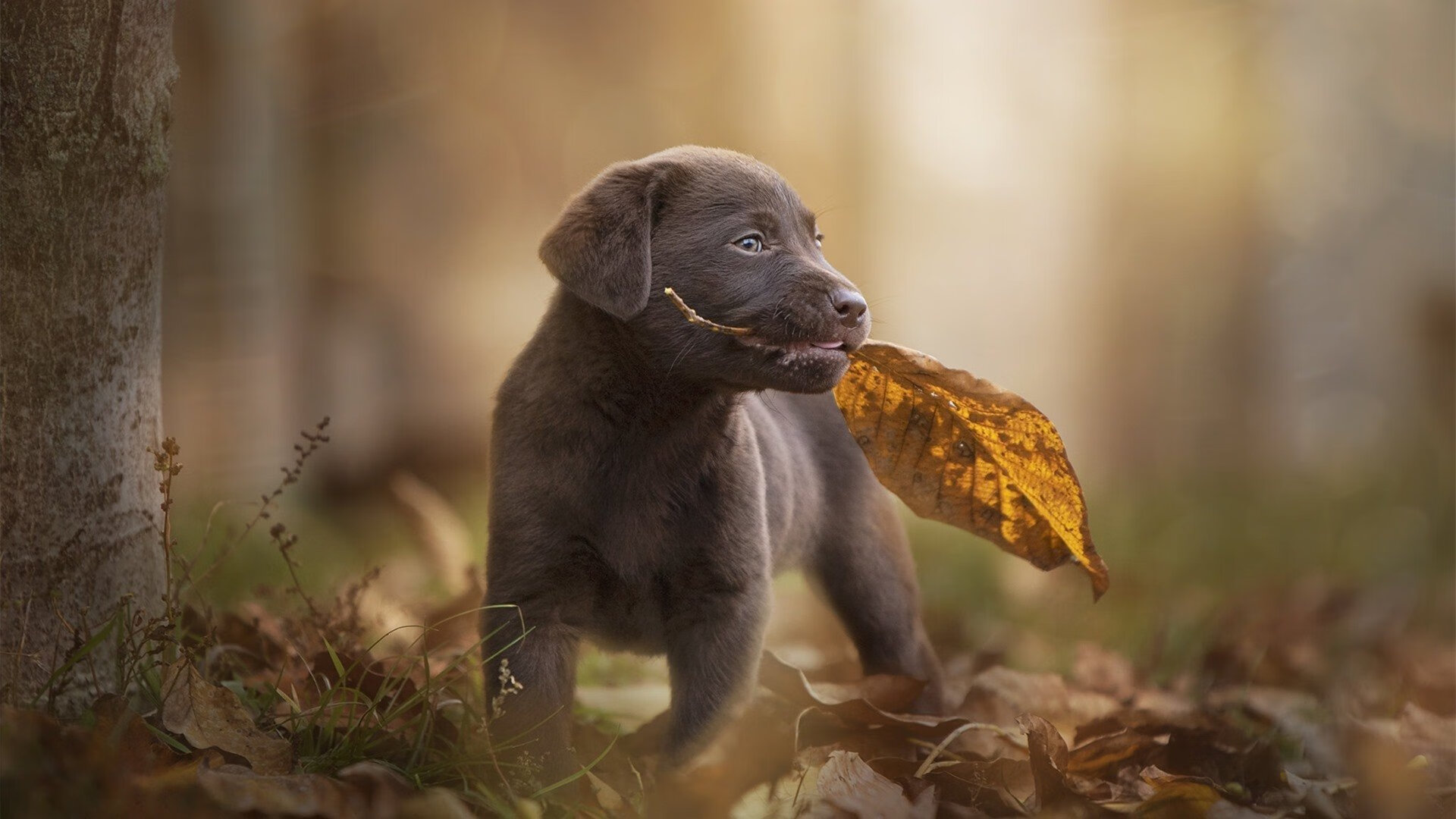 世俱杯官方-墨西哥男足在巴黎奥运会上展现出强大的进攻火力，奥运男足墨西哥对巴西