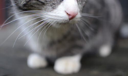 世俱杯-中国乒乓球队新增技术分析教练员职位,乒乓球教练组成员