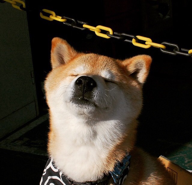 俱乐部冠军杯官网-体育新闻中心推动体育短视频内容创新孵化计划,体育短视频成为平台和用户的新宠