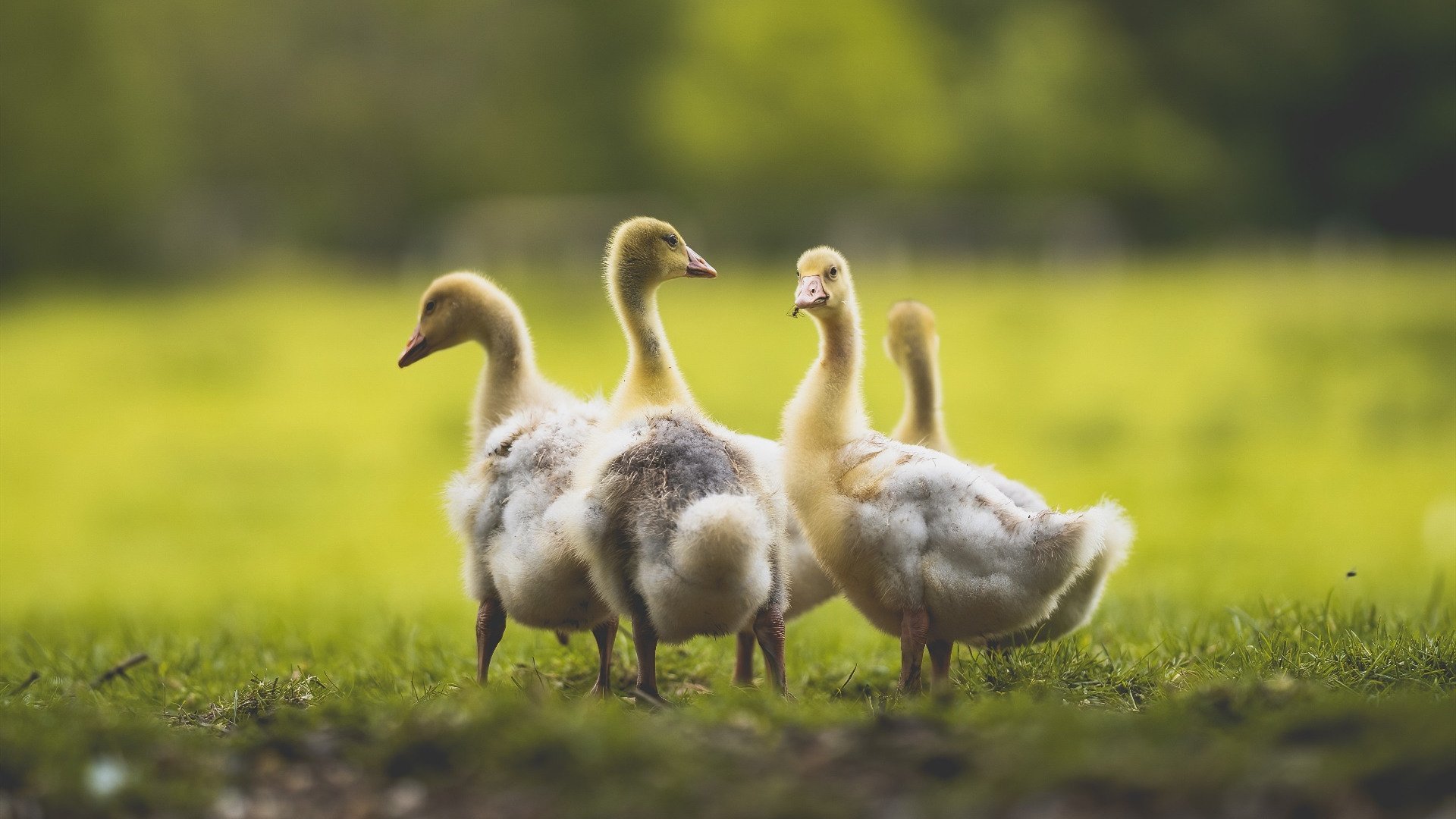 足球世界俱乐部杯直播-加拿大队在国际乒联混合团体世界杯中的比赛策略与亮点,加拿大乒乓球队员名单
